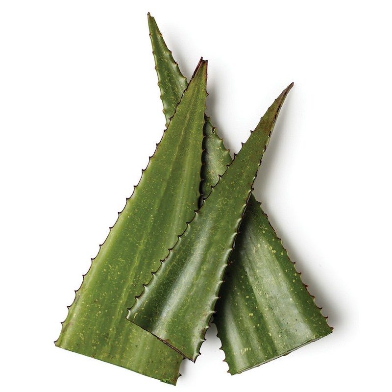 Aloe Vera Yağı